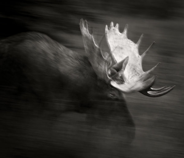«Bull Moose»