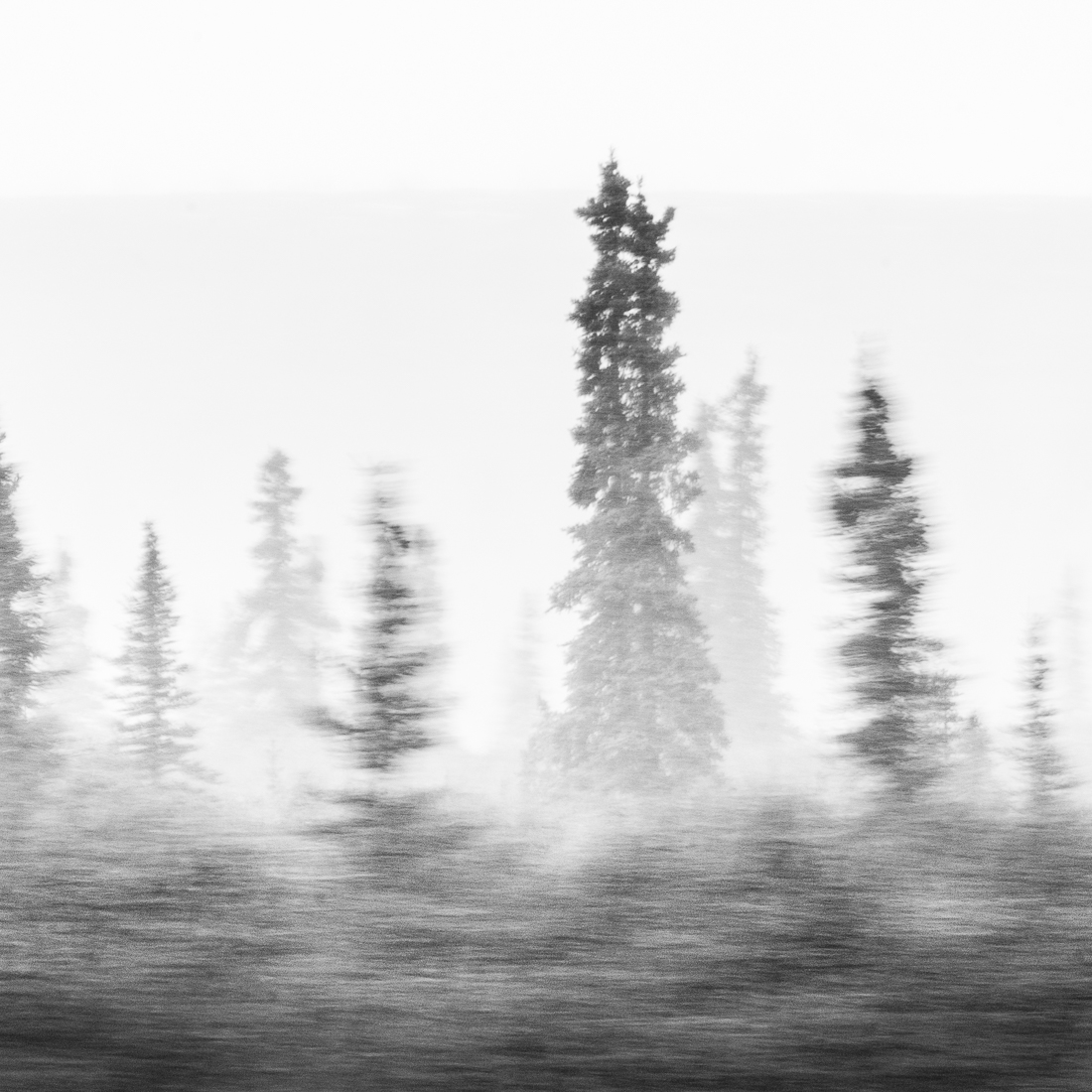 Alaskan spruce at autumn